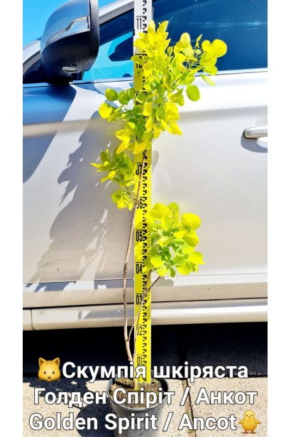 Скумпія шкіряста Голден Спіріт / Анкот - 3л/вис.80-100см/Ø20-30см